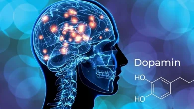 Dopamin Nedir Ve Nasıl Çalışır? Dopaminin Beynimiz Üzerindeki 7 Şaşırtıcı Etkisi