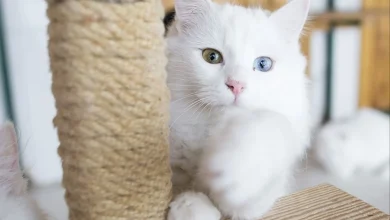 En Çok Evcil Kedi Hangi Ülkede Yaşıyor? Ankara Kedisi Ile İlgili Bilinmeyenler!