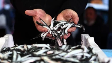 2023 Yılında En Çok Avlanan Balık Hangisi Oldu?
