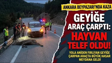 Ankara Beypazarı’nda Geyiğe Araç Çarptı: Hayvan Telef Oldu